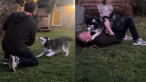 This Husky's Dramatic Reaction to Reuniting With His Dad Is Nothing Like You've Ever Seen