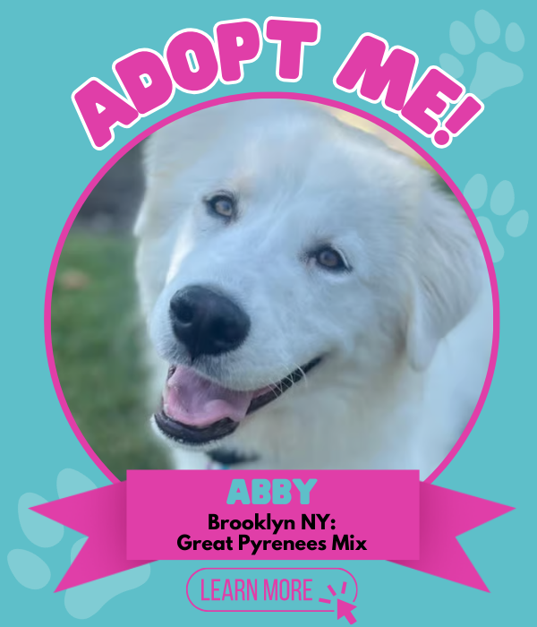 Adopt Abby