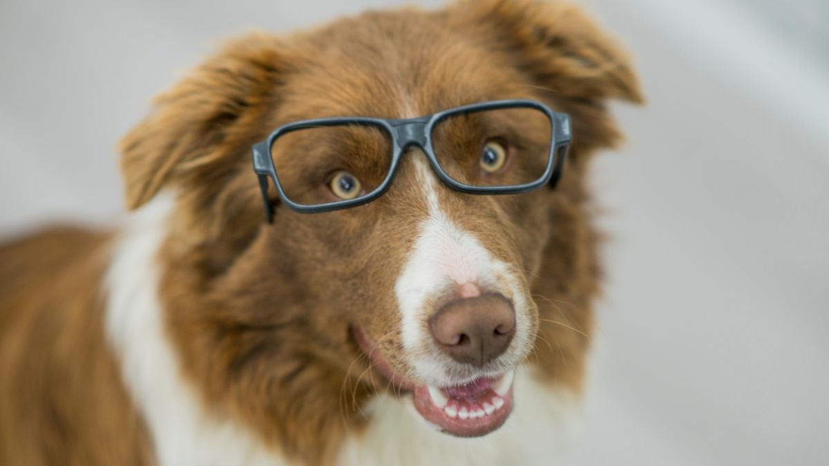 Are Dogs Really as Smart as 2-Year-Old Humans? 
