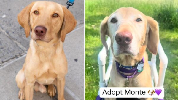 This Sweet Yellow Lab Keeps Getting Passed Over at the Shelter—and It's Not His Fault