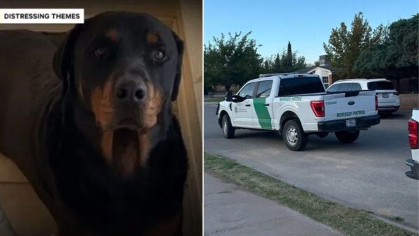 Justice for Chop: Outrage After Border Patrol Shot and Killed Family Dog in El Paso for No Reason