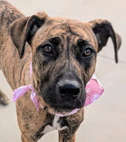 Adopt Penny