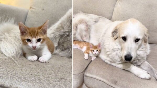 Rejected by His Mom and Siblings, This Tiny Kitten Found Safety With an Unexpected Friend