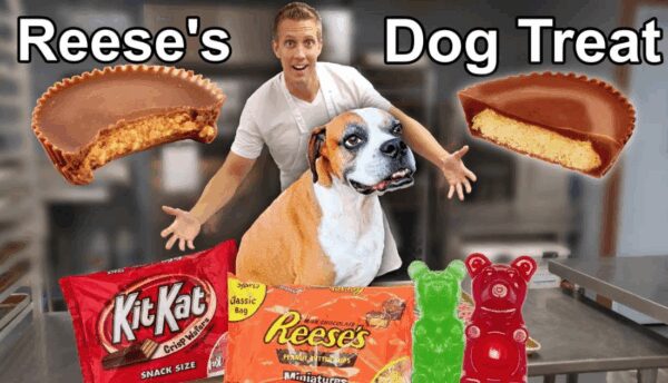 Hilarity as Dog Lover Recreates Classic Halloween Candy for Dogs