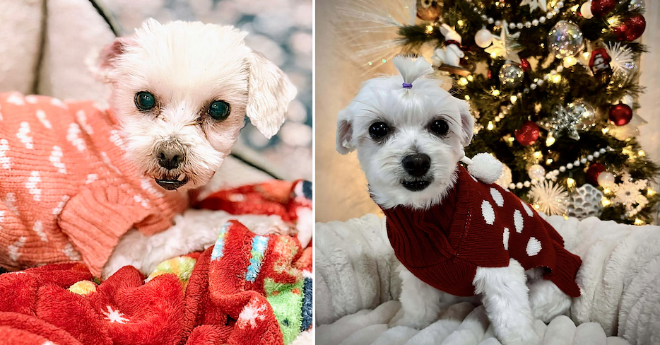 These 10 Maltese Are Dreaming of a Home to Call Their Own