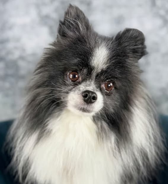 Adopt Chanel