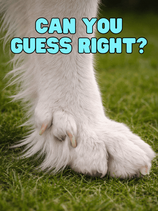 Can You Guess it Right
