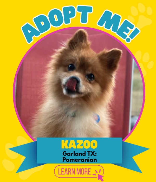 Adopt Kazoo