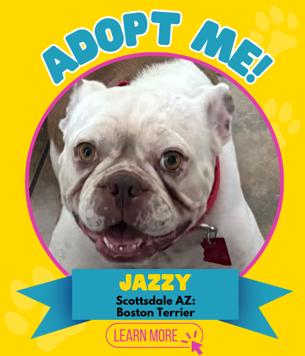 Adopt Jazzy