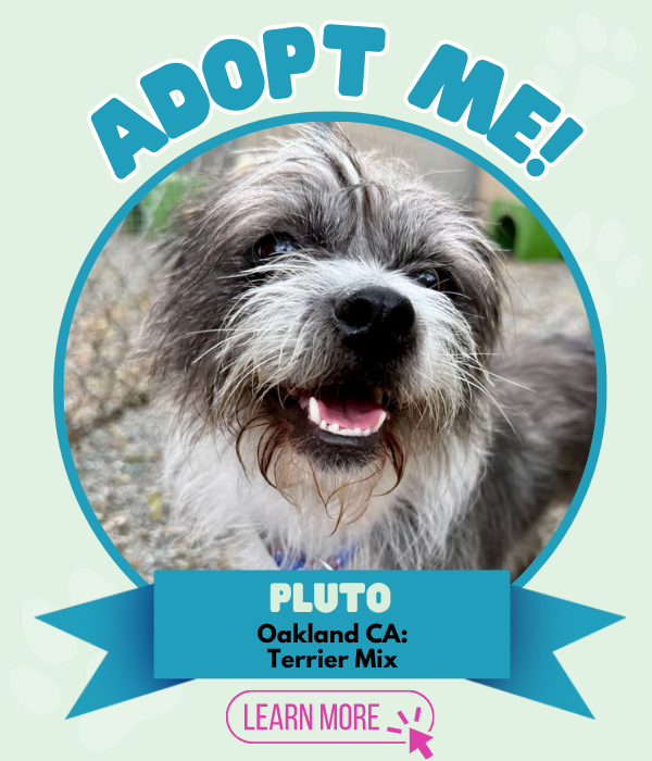 Adopt Pluto
