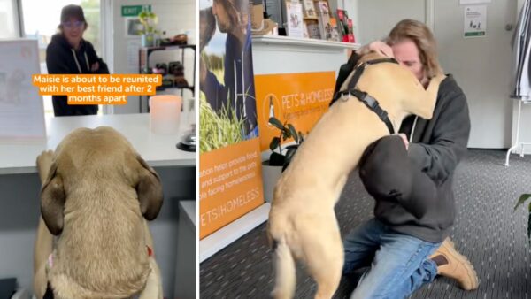 Emotional Reunion of Dog and Owner Will Leave You Sobbing