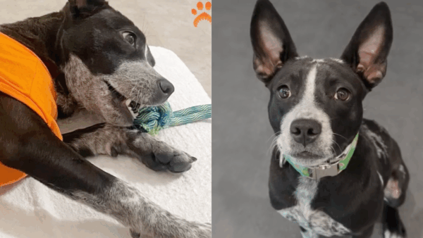 Left in a Crate Under the Blazing Arizona Sun, This Puppy Refused to Give Up