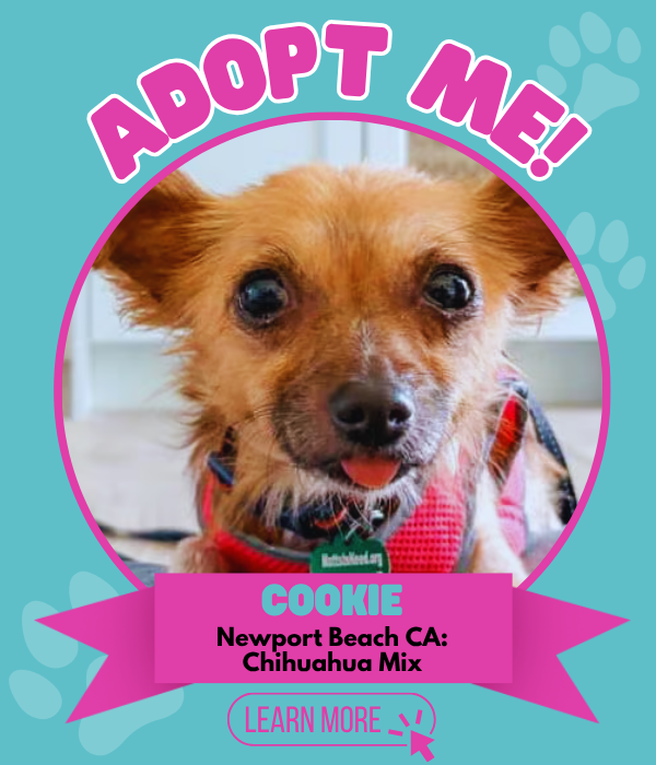 Adopt Cookie