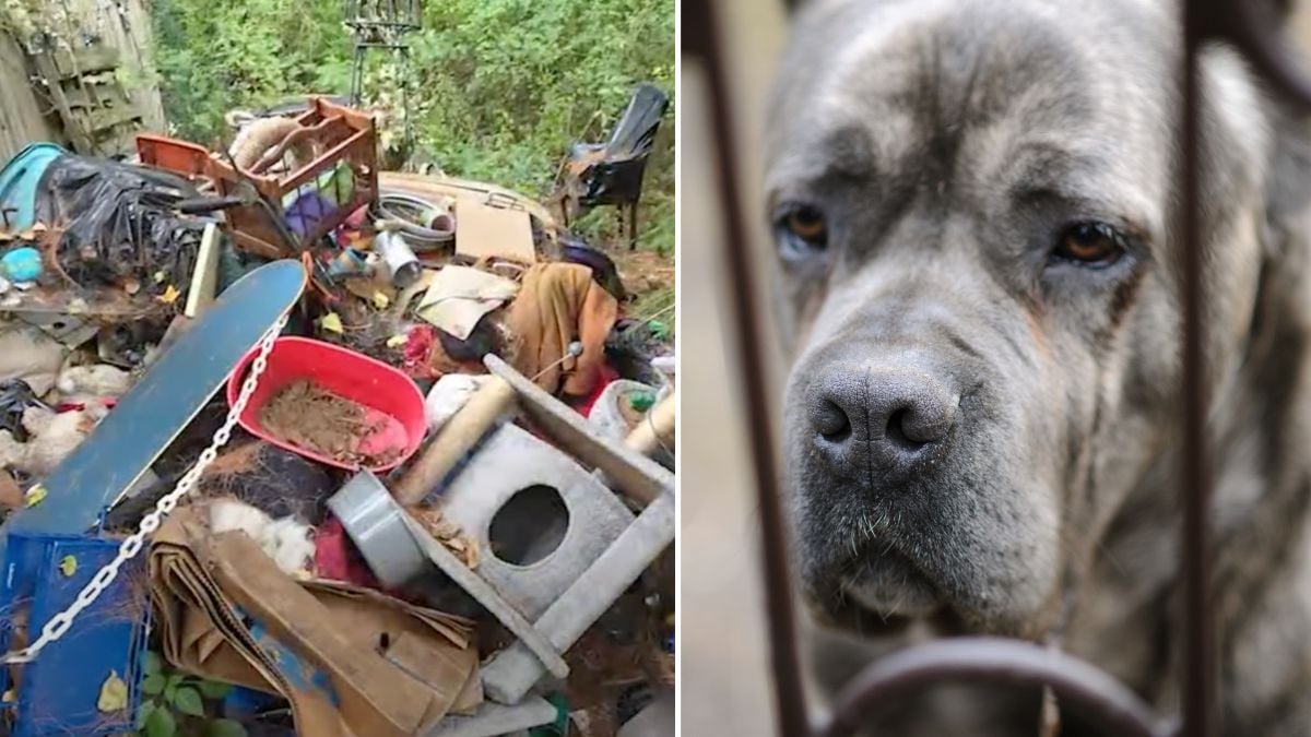 100+ Animals Pulled From NY Home So Unsafe It Was Condemned—Calls for Justice Grow Louder