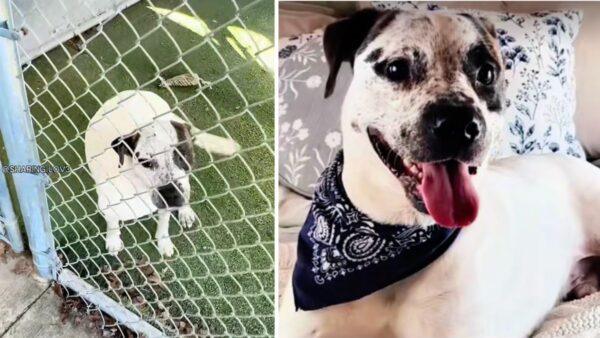 This Shelter Dog's Behavior Almost Cost Him His Life, Until a TikTok Changed His Fate Forever