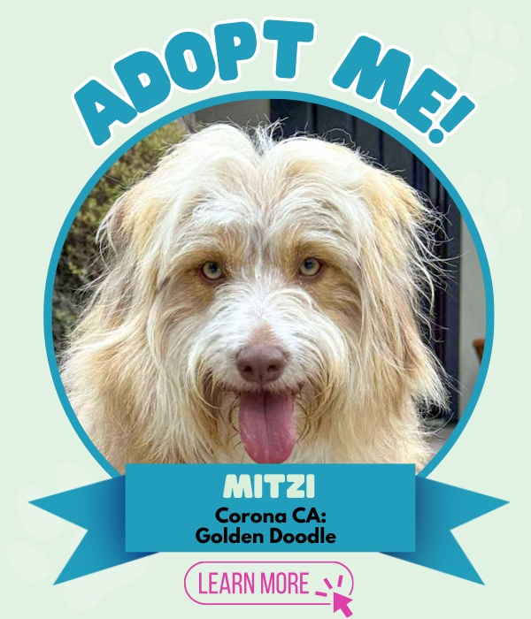 Adopt Mitzi