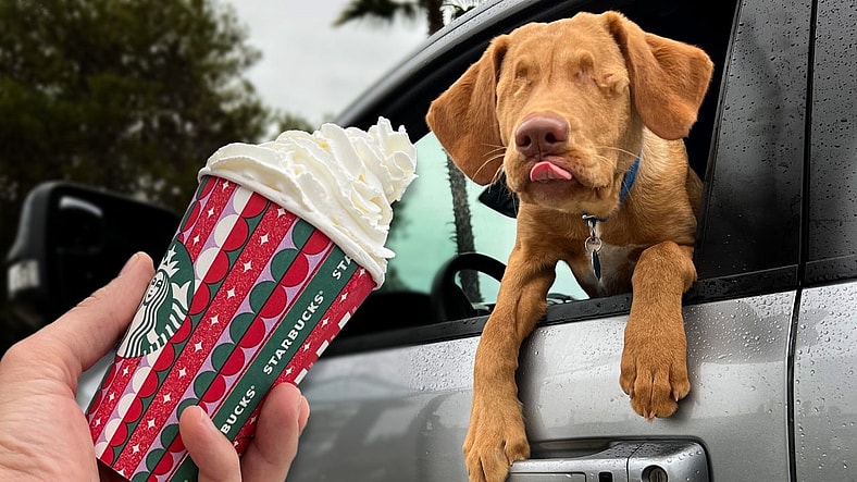 Man Orders 100 Pumpkin Puppuccinos for Shelter Dogs at Starbucks: The Reaction is Hilarious