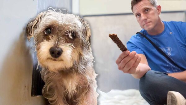 Sitting with Dogs 112