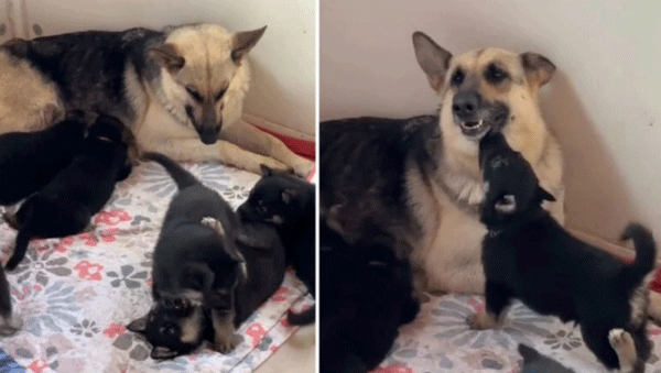 Everyone Wants to Adopt This Mama Dog's Puppies, But Nobody Wants Her 