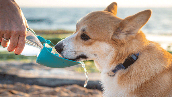 Hydration Station: 8 Dog Water Bottles That Will Keep Your Pup Guzzling All Day Long