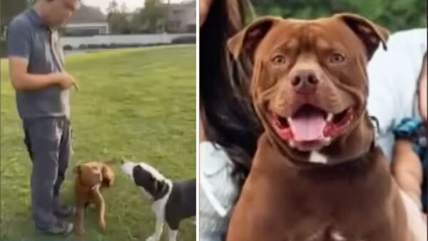 Ten Dogs Lost Forever in Trainer's Care. Families Deserve Justice.