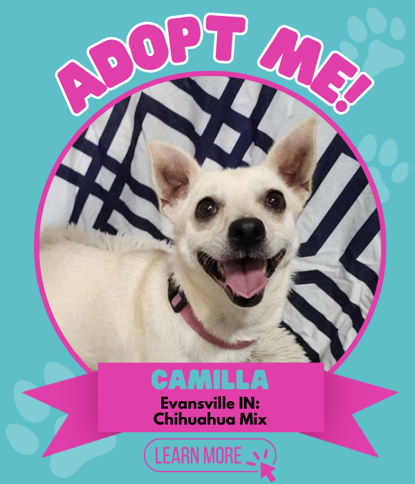 Adopt Camilla