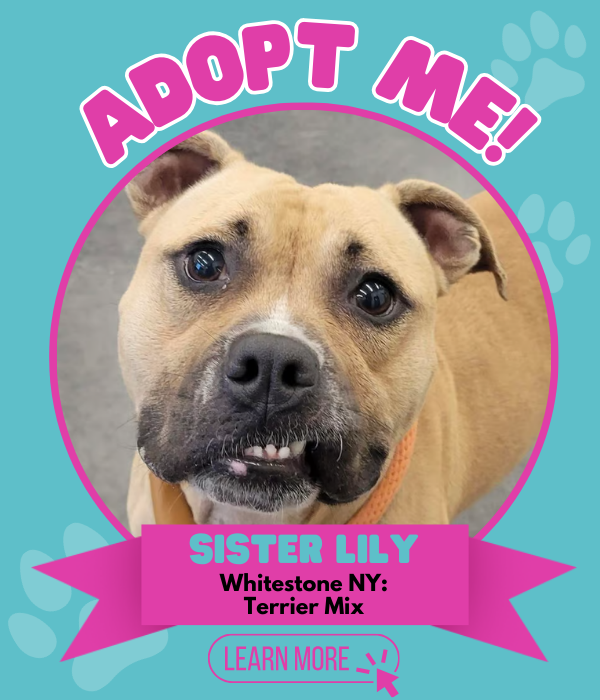 Adopt Sister Lily