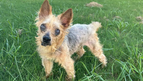 Adopt George