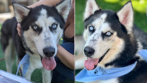 He Helped Other Dogs Find Homes—Now This Loyal Husky Just Needs One of His Own