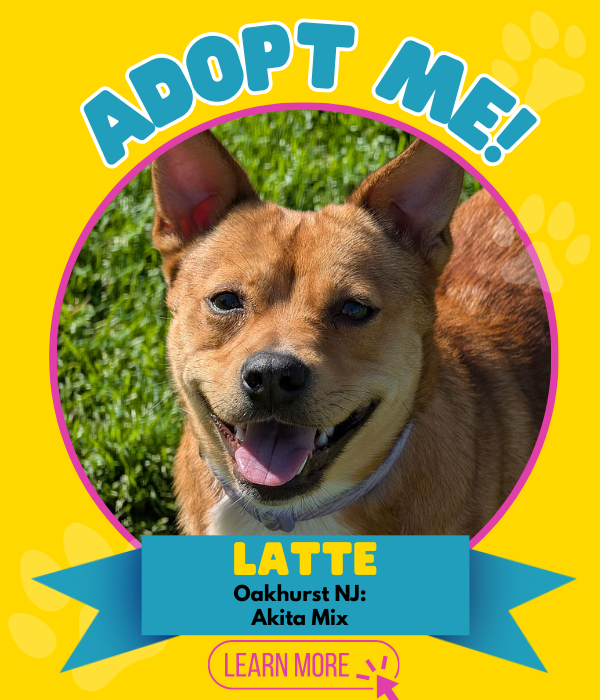 Adopt Latte