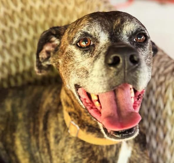 Adopt Harlan