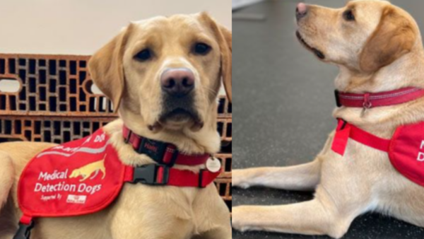 This Rescue Puppy's Rare Skills Will Save Patients from a Deadly Lung Infection