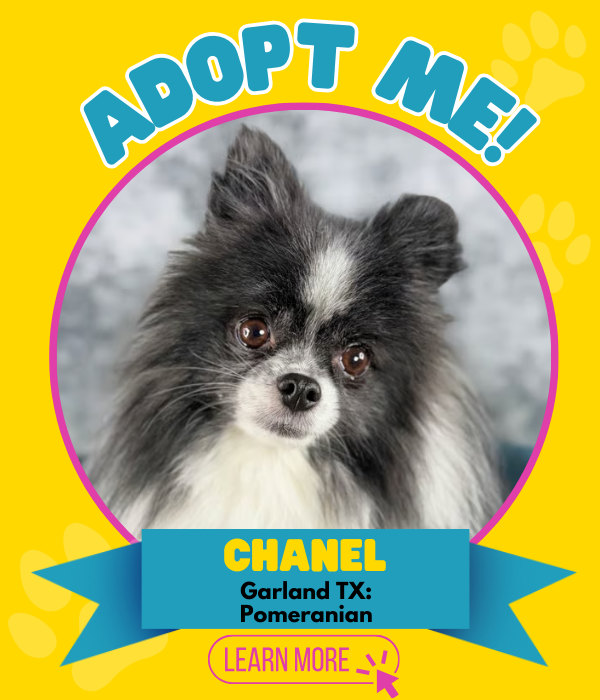 Adopt Chanel