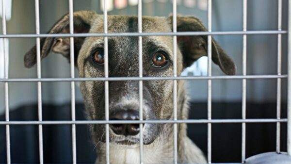 Convicted Animal Abuser Caught AGAIN—12 Dogs Found Trapped in Filthy Van