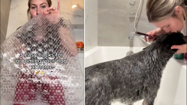 Dog Hates Bath Time? 4 Game-Changing Grooming Hacks Every Owner Needs to Try