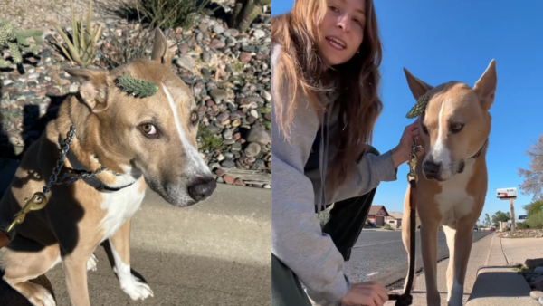 This Dog's Walk Took a Sharp Turn When a Cactus Got Stuck to his Head.