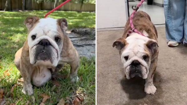 Dog Covered in Massive Tumors Was Nearly Euthanized—Until a Rescue Stepped In