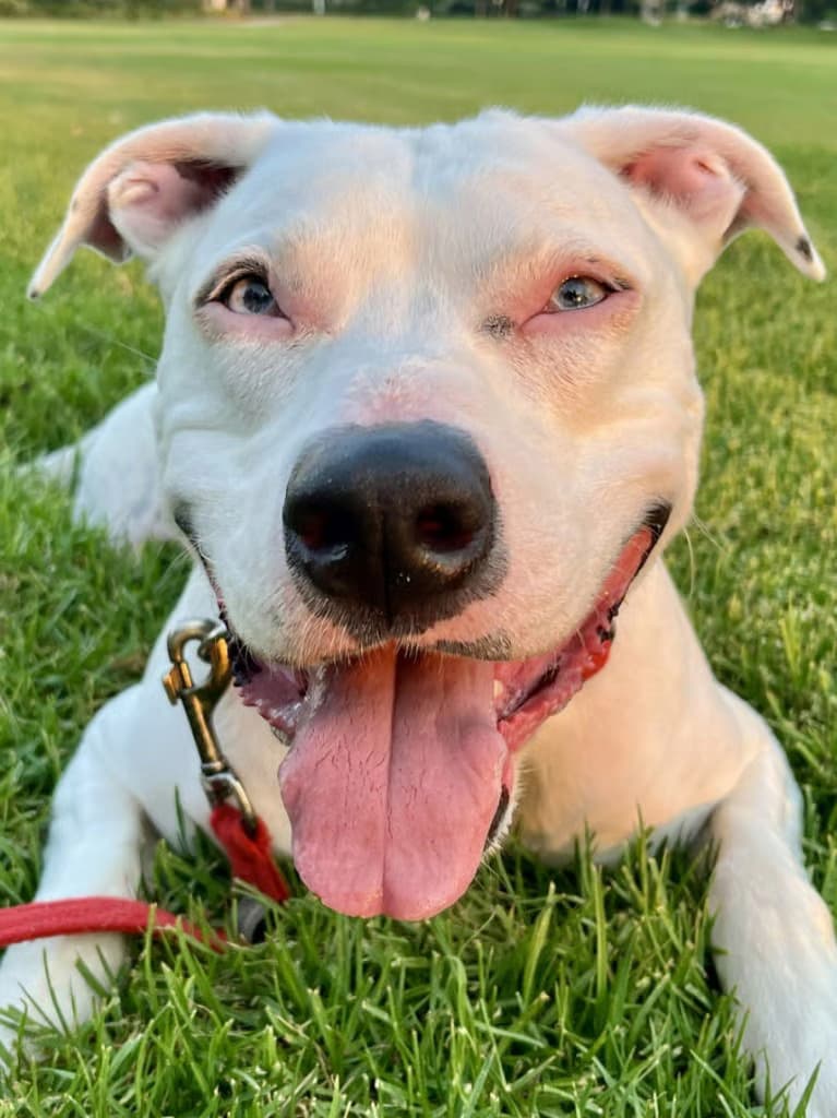 Adopt King