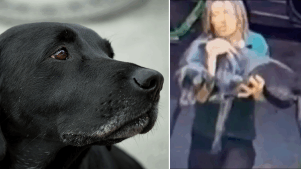 Family's Dog Beaten at Seattle Kennel — Public Demands Lifetime Ban for Abuser