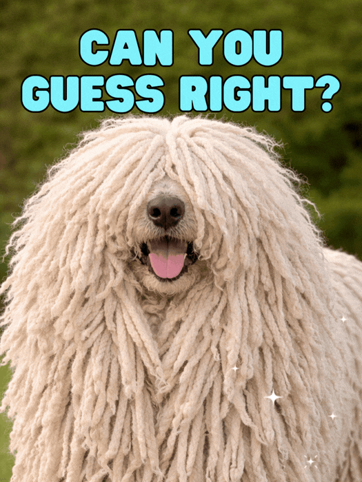 Can You Guess it Right