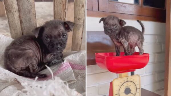 Tiny 1 Pound Puppy Abandoned in Trash—What Happened Next Will Melt Your Heart