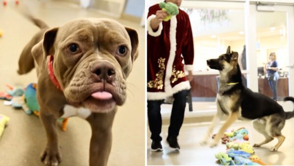 Dogs' Reactions to Christmas Toys Will Leave You Smiling