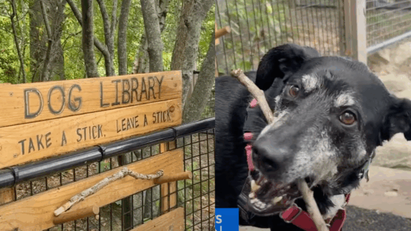 This City Just Opened a Library…But It's Only for Dogs