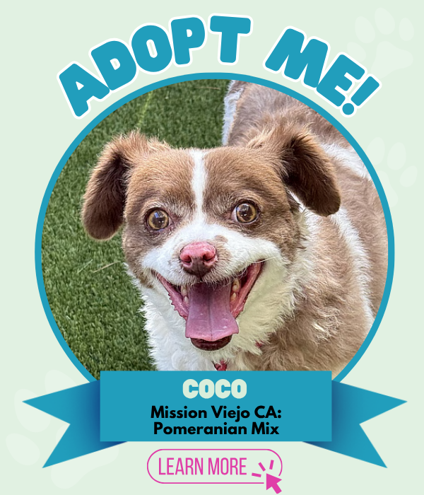 Adopt Coco