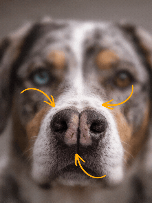 Can You Guess it Right