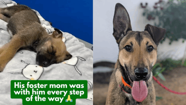 CCTV Captures Woman Abandoning Dog at Shelter—Then His Shocking Past From Mexico Emerges