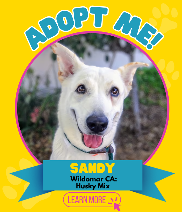 Adopt Sandy
