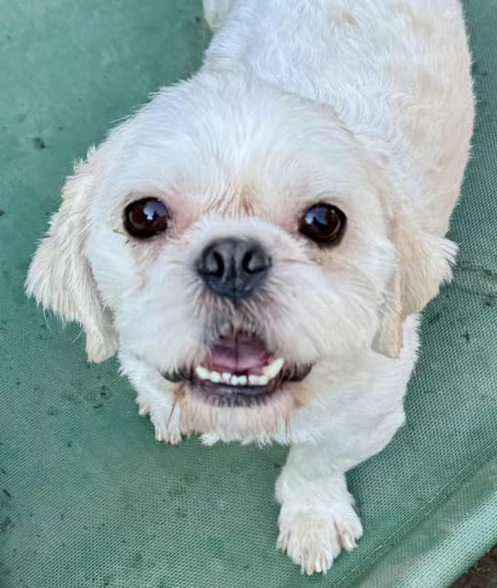 Adopt Sully