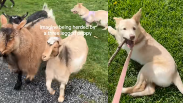 Watch this Three-Legged Puppy Absolutely Crush Herding on Her First Try