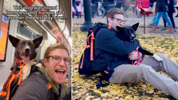 A Man Took Rescue Dogs on Subway Rides, What Happened Next Changed Their Lives